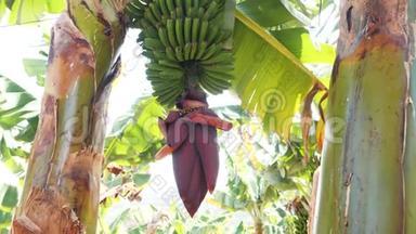 在特内里费开花的<strong>香蕉</strong>。 巨大的红色<strong>香蕉</strong>花。 生长在树上的绿色<strong>香蕉</strong>。